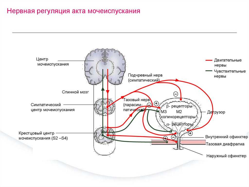 Как и зачем делать коту массаж мочевого пузыря
