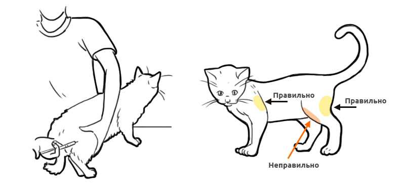 Как сделать укол кошке в домашних условиях