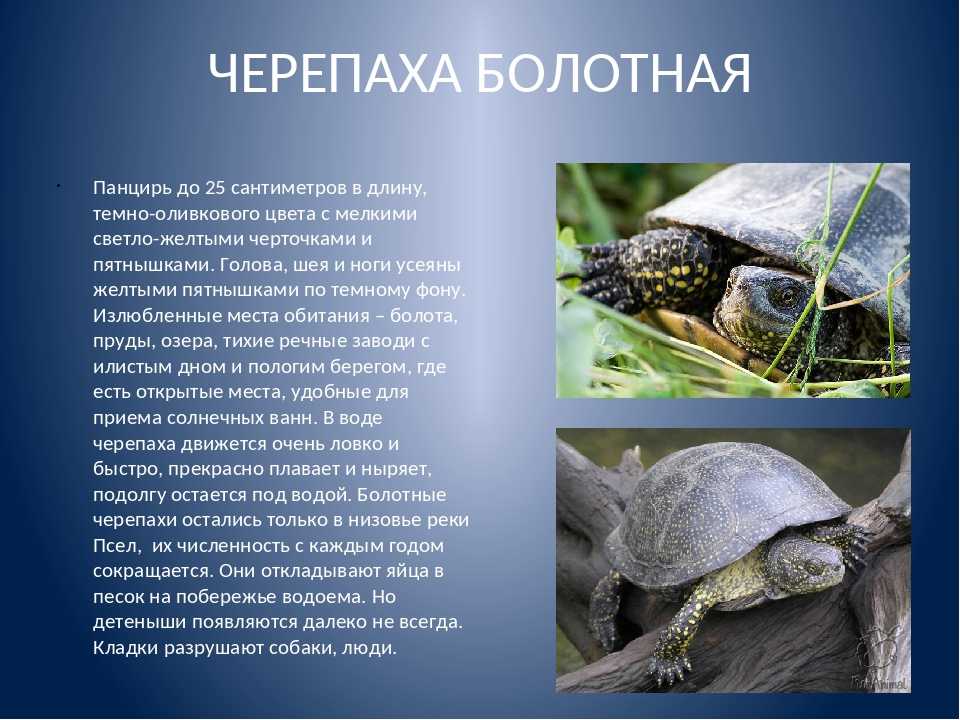 Черепахи - пресмыкающиеся (рептилии) | некоммерческий учебно-познавательный интернет-портал зоогалактика