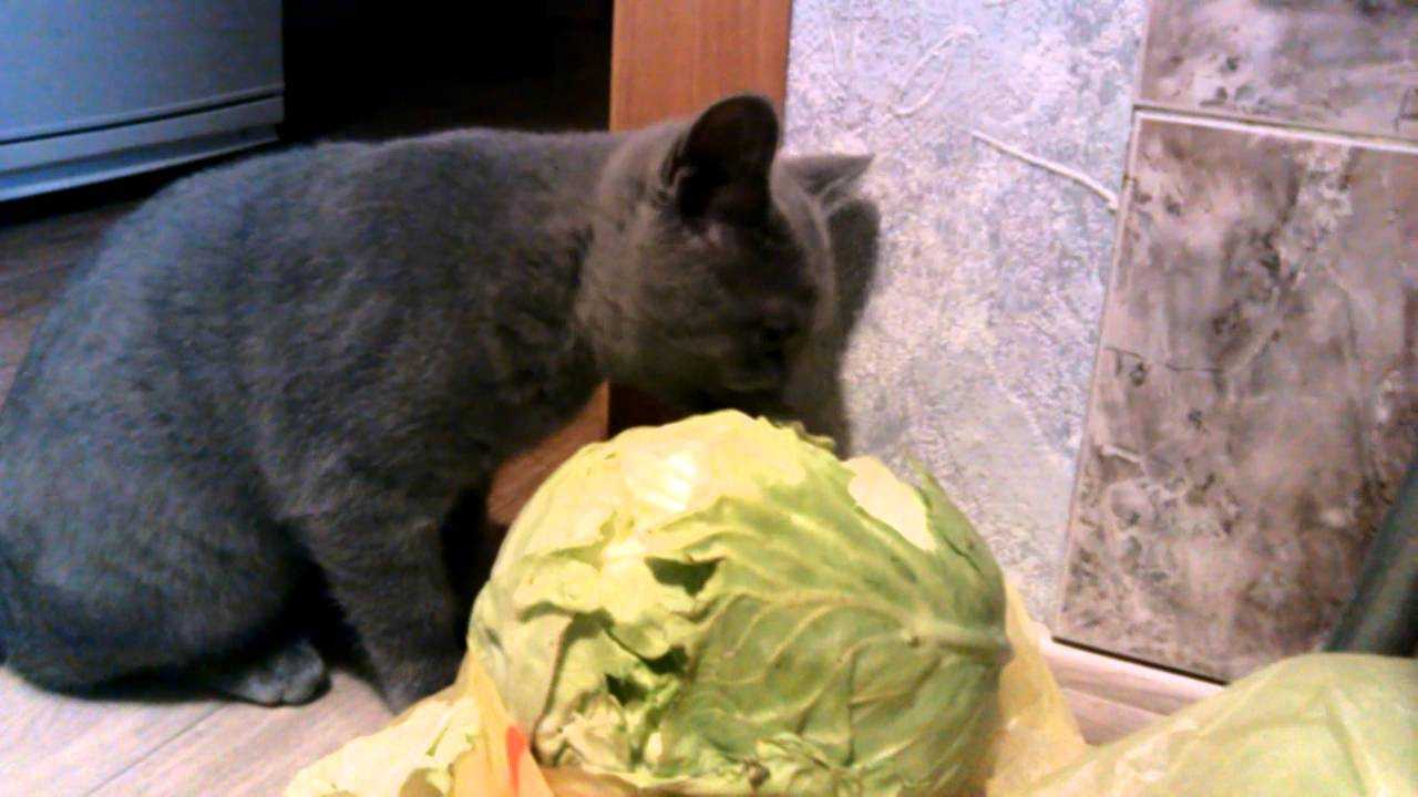 Кошка плохо и мало ест причины