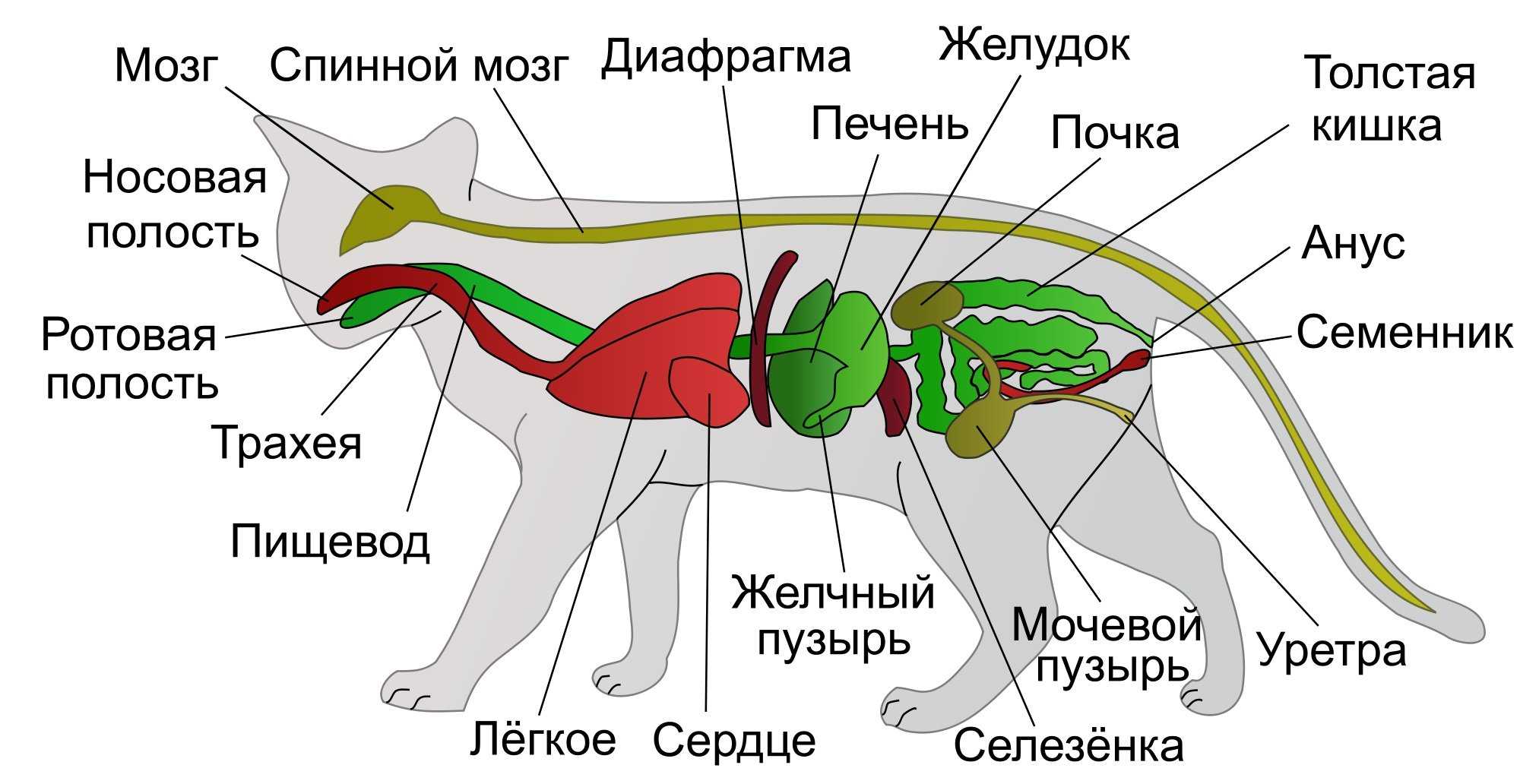 Патологии сердца у кошек и котов (кардиомиопатия) - диагностика, профилактика и лечение болезней сердца у кошек | caticat.ru