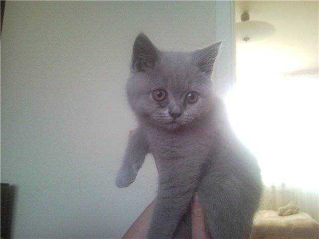 Если у котенка косят глаза
