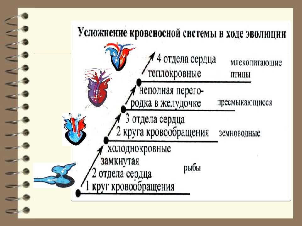 Сердечно-сосудистая и кровеносная система черепах