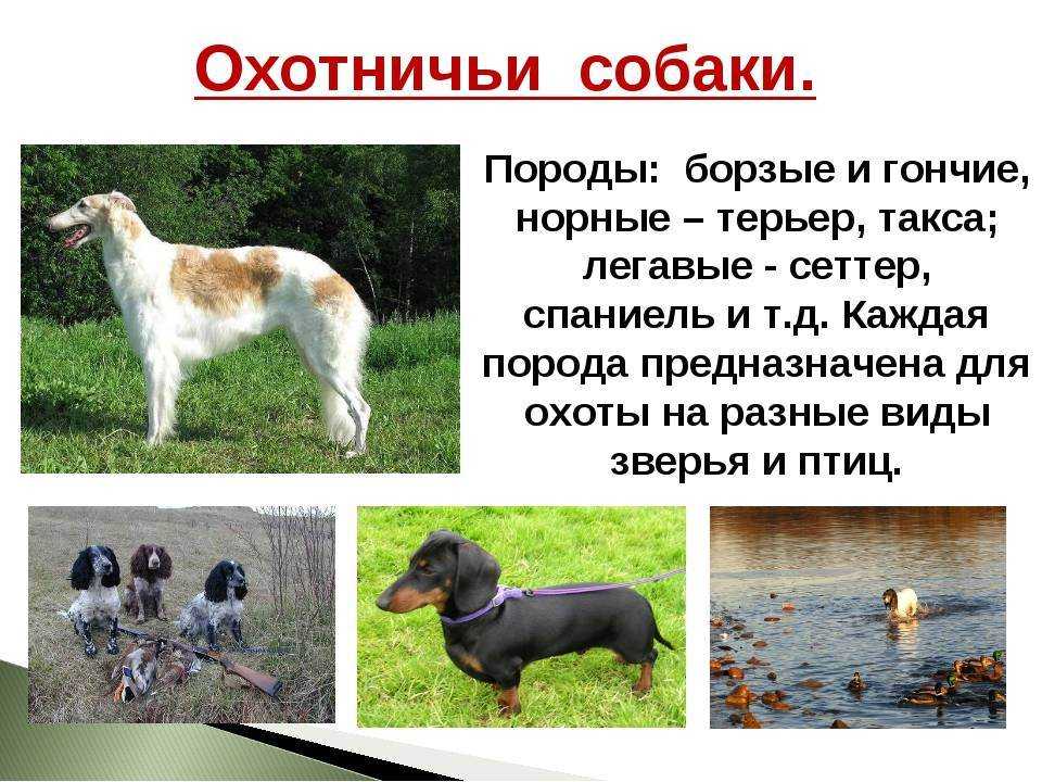 Охотничьи породы собак – название, фотографии