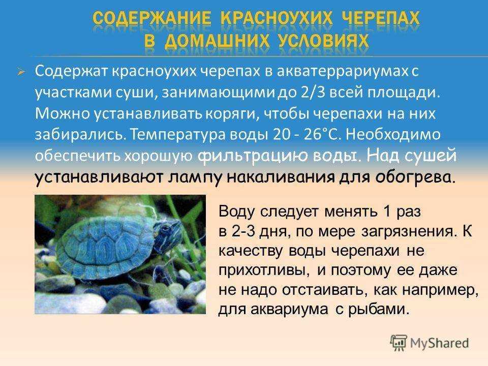 Как долго красноухая черепаха может находится без воды без вреда для здоровья Какое максимальное время может провести краснаухая черепаха на суше, чтобы не погибнуть