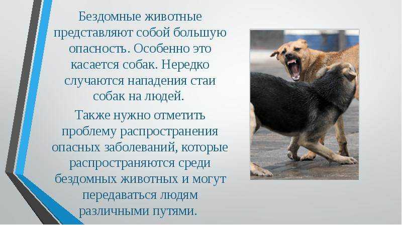 Почему у собаки одно ухо стоит другое нет