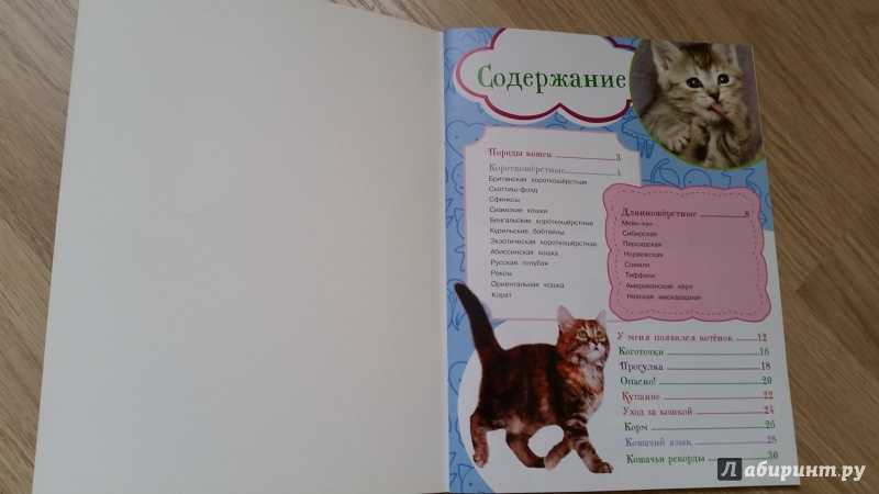 Как сделать британскую кошку ласковой: секреты правильного воспитания