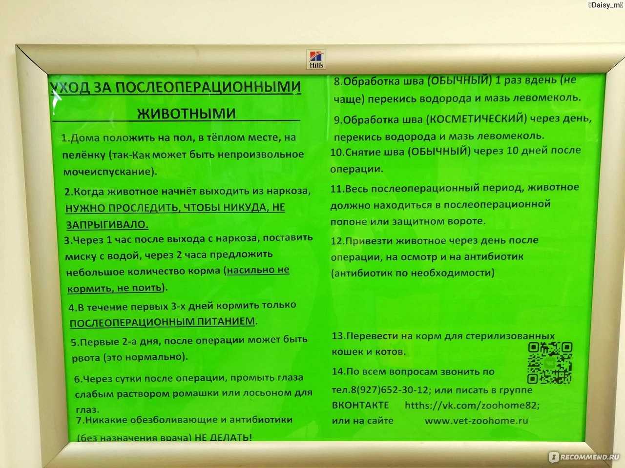 Как подготовить кота к кастрации