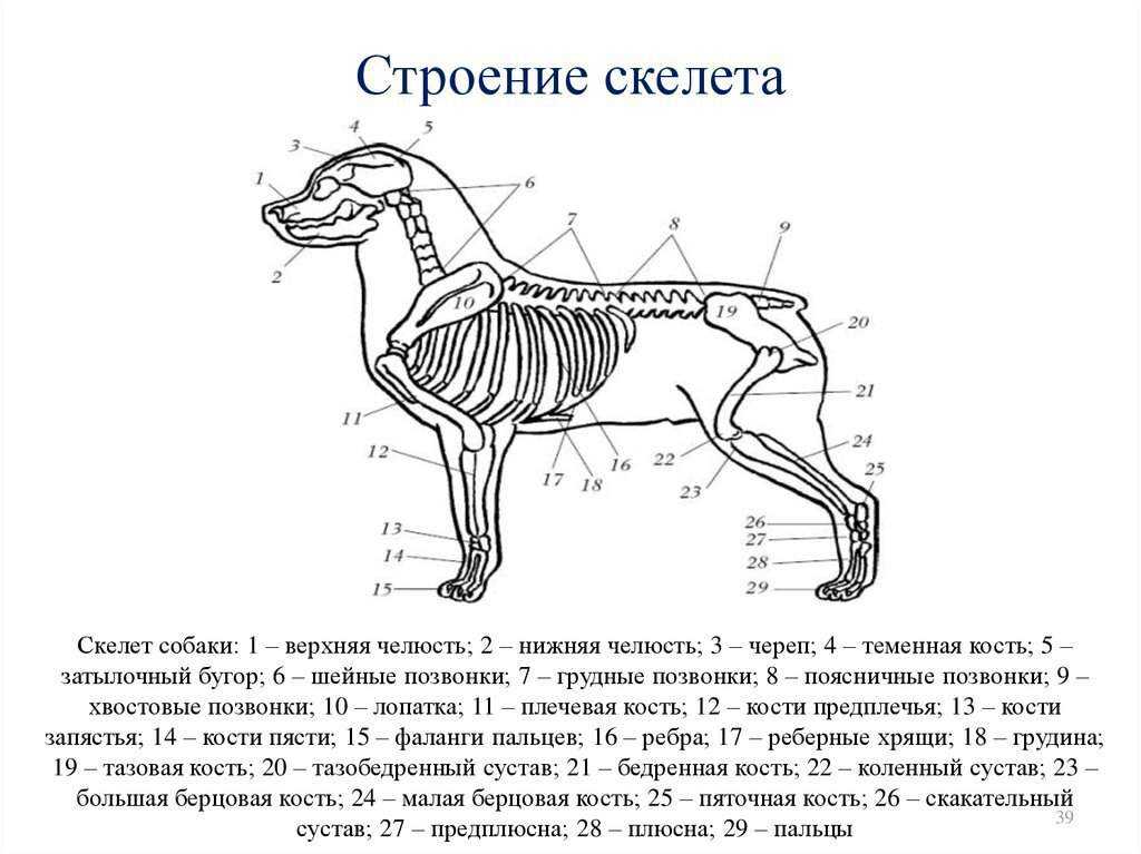 Анатомия собаки: строение скелета и внутренних органов, фото с описанием костей