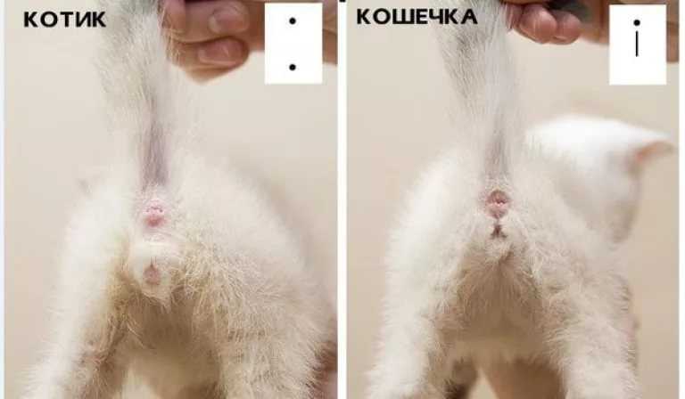 Почему кошка прячется в тёмные места, или ку-ку, мурка!