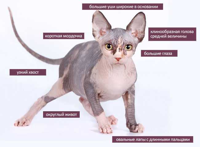 Сколько живут кошки