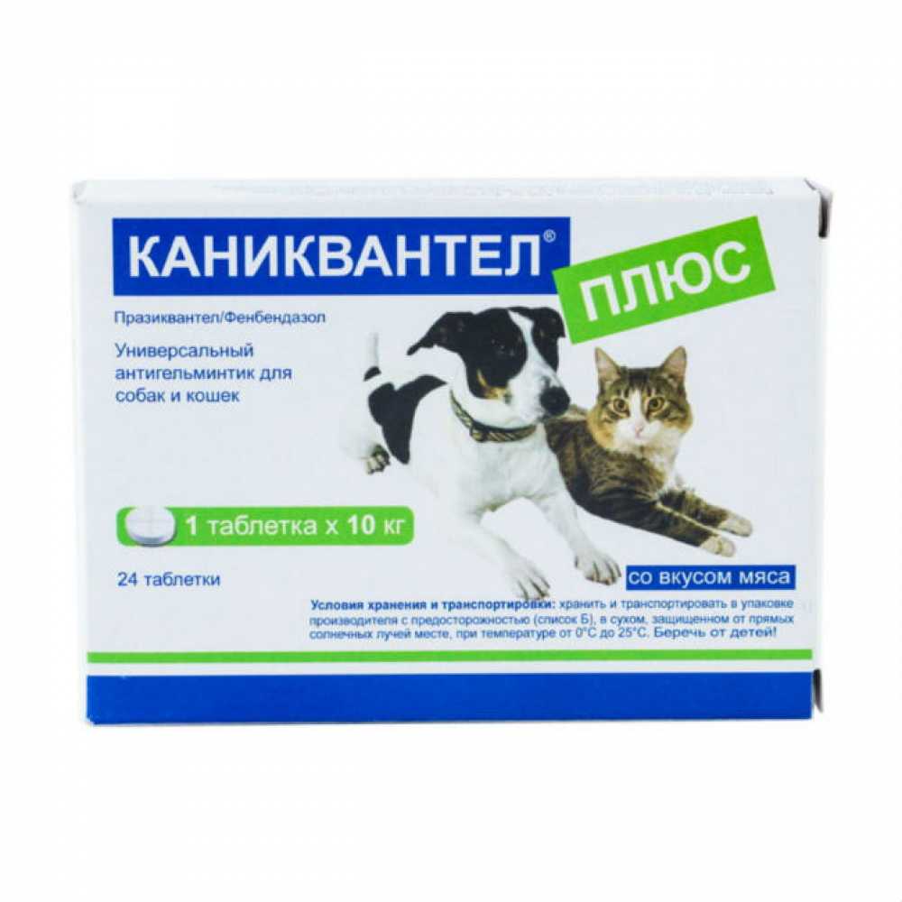 Дегельминтизация собак: что это такое и как часто делать