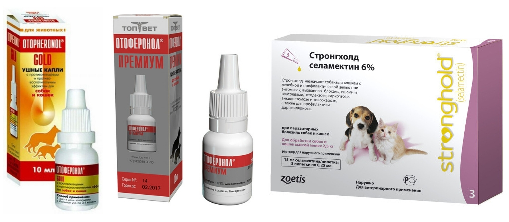 Как лечить ушной клещ у кошек в домашних условиях: народные средства