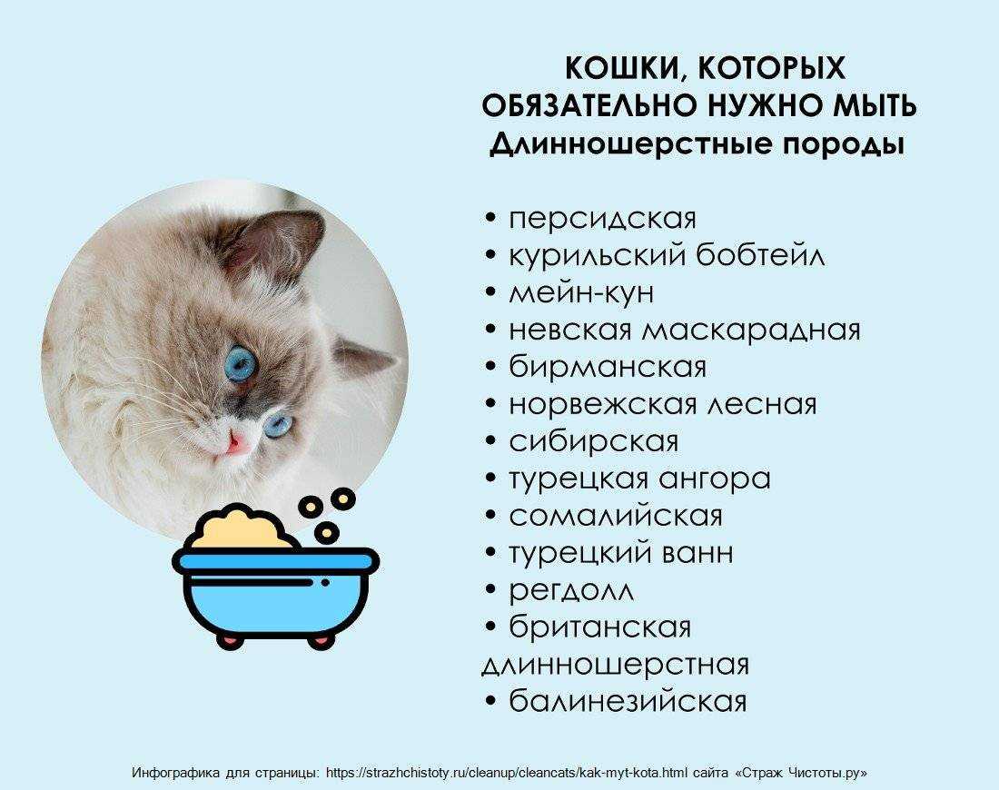 Вреден ли сухой корм для кошек: отзывы ветеринаров.