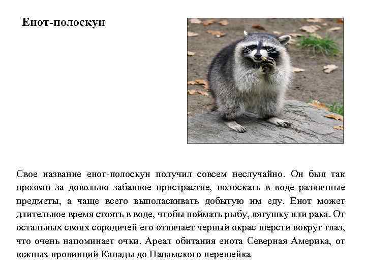 Где живут еноты? почему енотов называют полоскунами: действительно ли они «стирают» пищу и другие предметы.