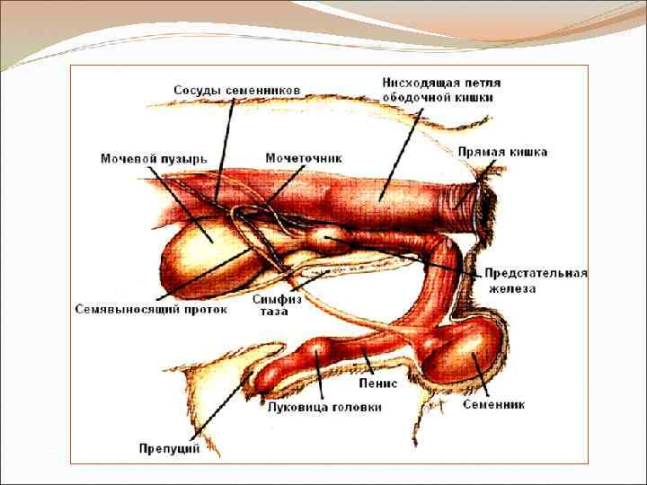 Строение скелета собаки: челюсти, корпуса, конечностей и хвоста