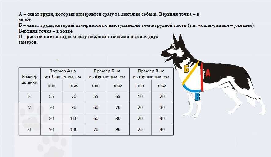 Как выбрать шлейку для собаки по размеру, с грузами, обычную или ездовую, для разных пород