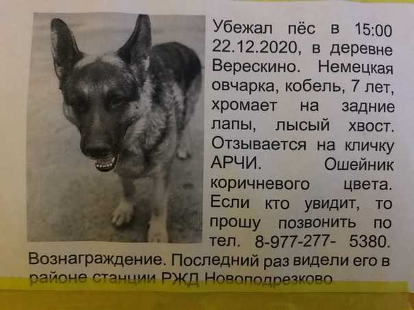 Полное имя арчи щенка