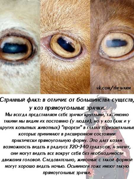 Почему у кота расширены зрачки