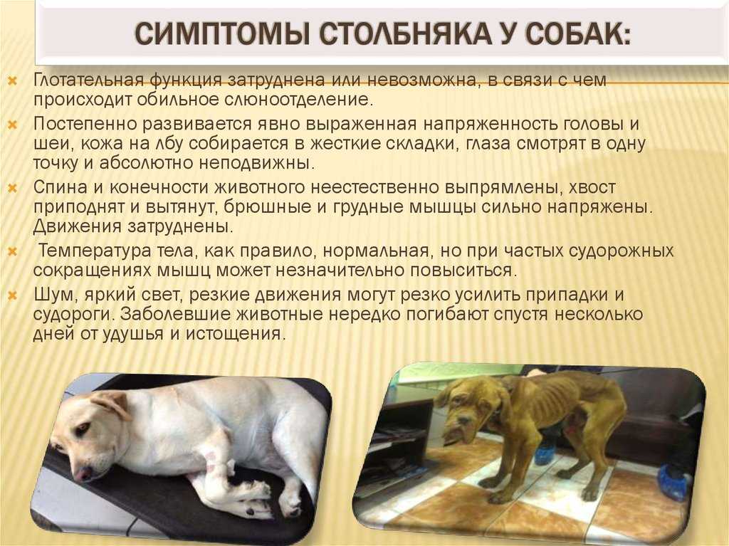Стенокардия у кошек симптомы. патологии сердца у кошек (кардиомиопатия). острая почечная недостаточность у кошек