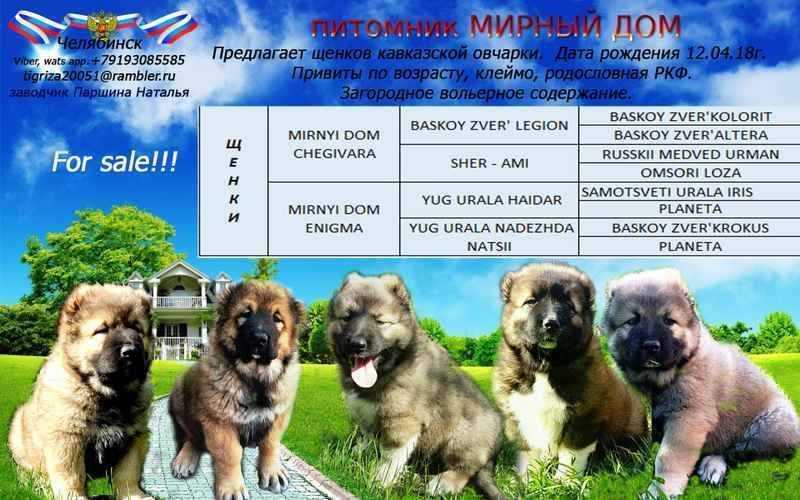Так ли опасна кавказская овчарка?
