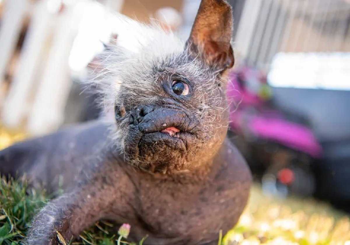 Самые дорогие собаки в мире — субъективный рейтинг | pet7