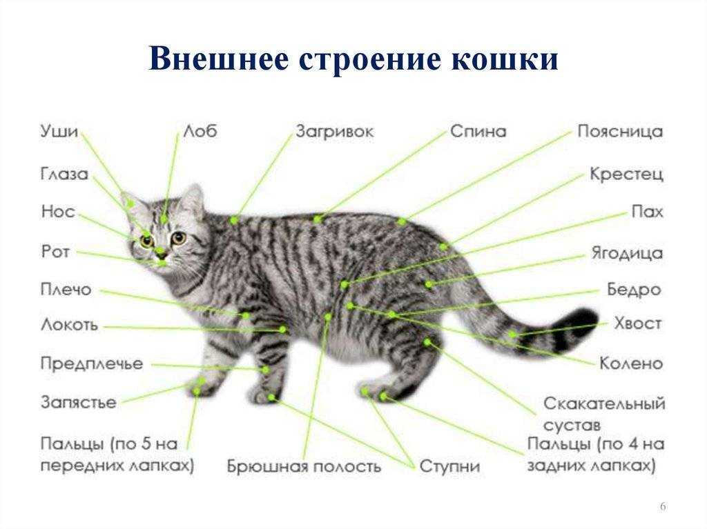 Почему кошки плачут слезами