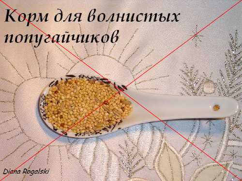 Что можно есть джунгарским хомякам, список чем можно кормить и чем нельзя.