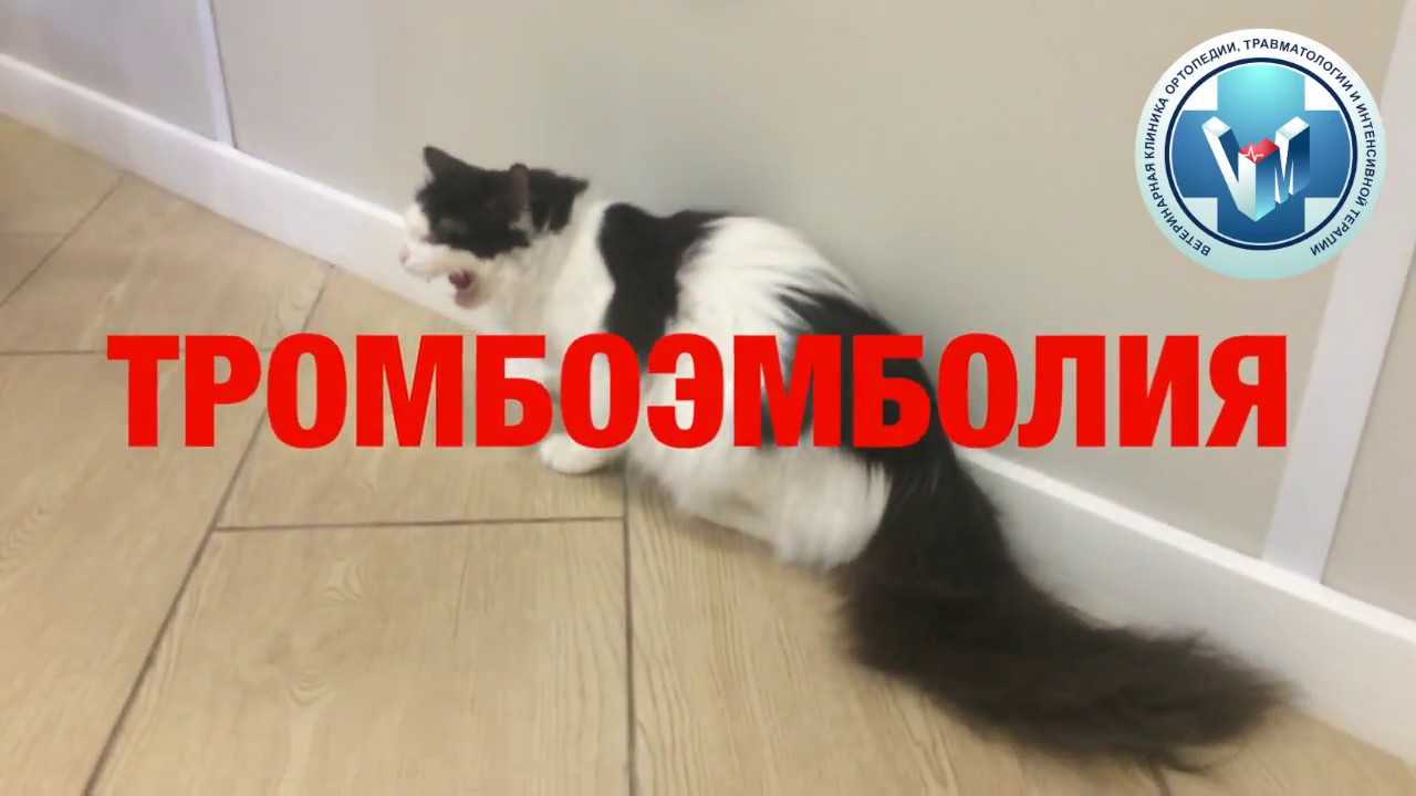 Тромбоэмболия у кота отказали задние лапы лечение