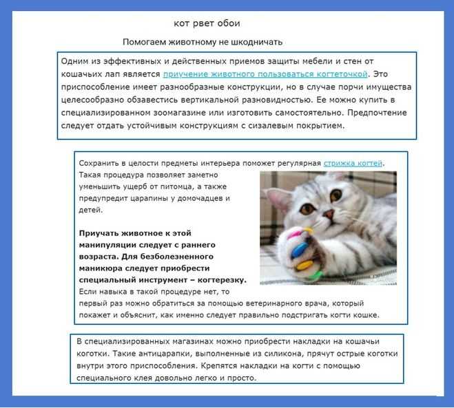 Понос у котенка: что делать, причины, профилактика