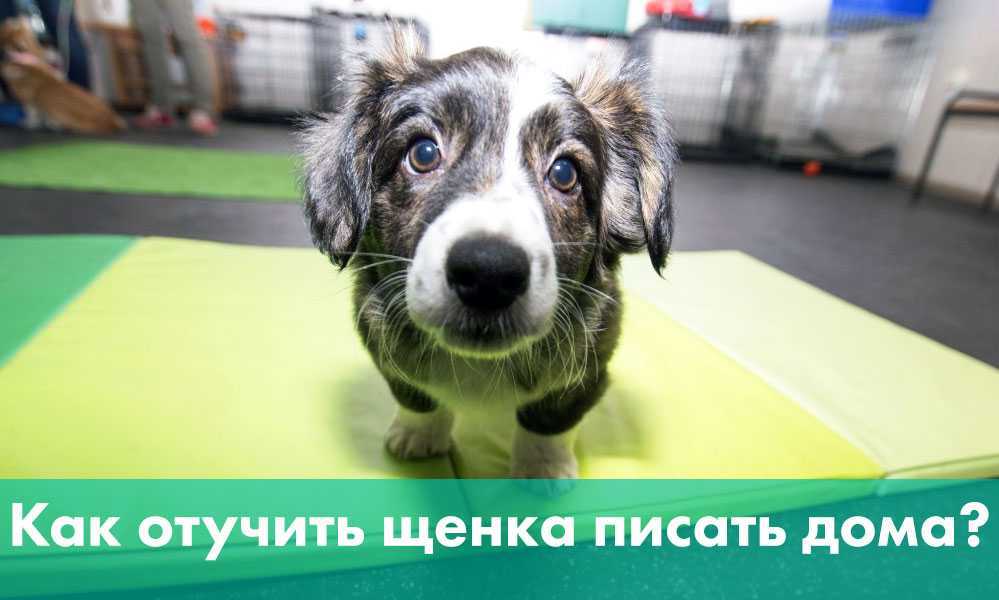 Как отучить собаку гадить дома - советы и рекомендации