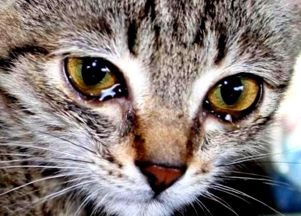 Из-за чего у кошки может почернеть нос?