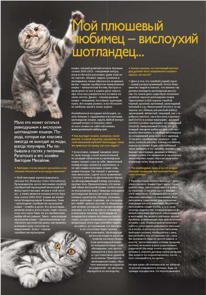 Шотландские котята в 3 месяца - питание и уход