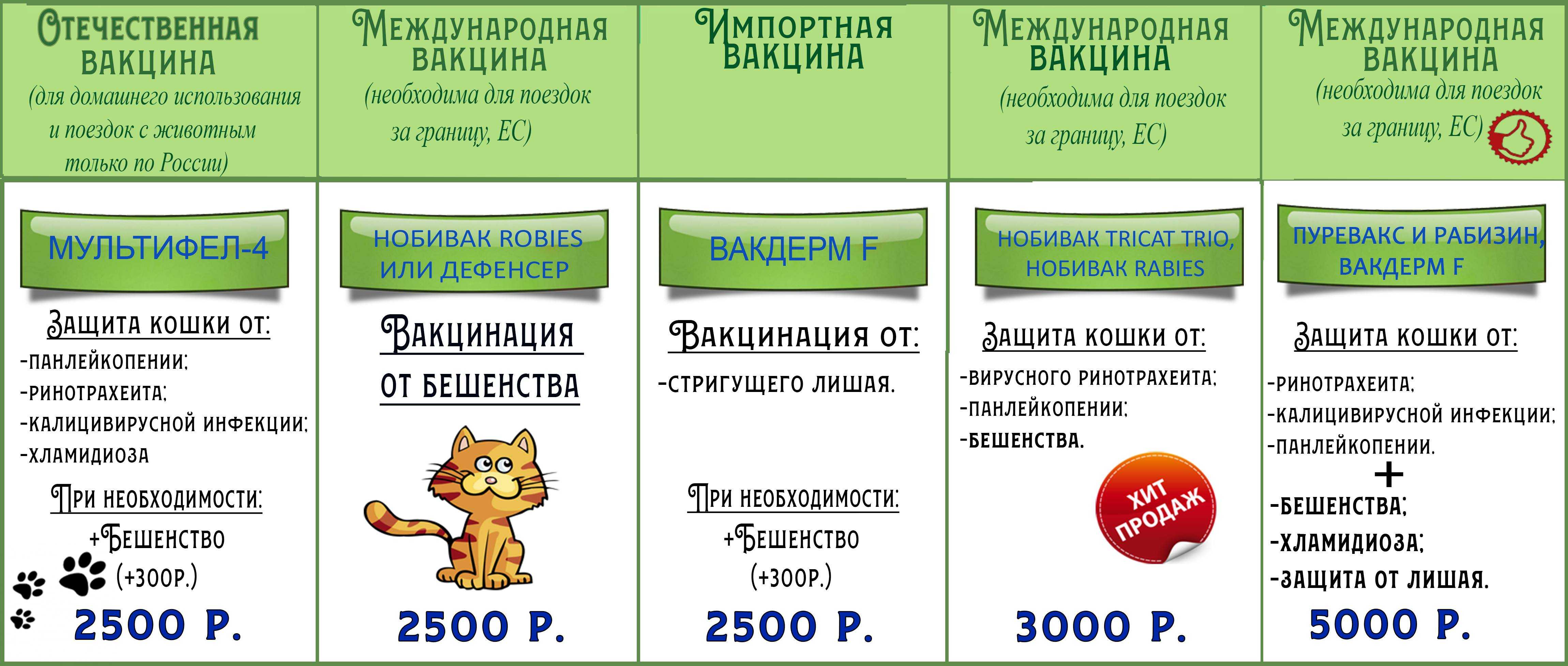 Когда делать прививки котятам