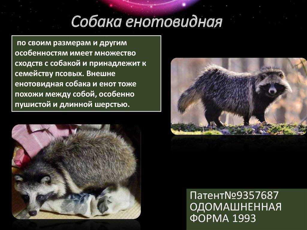 Енотовидная собака в домашних условиях