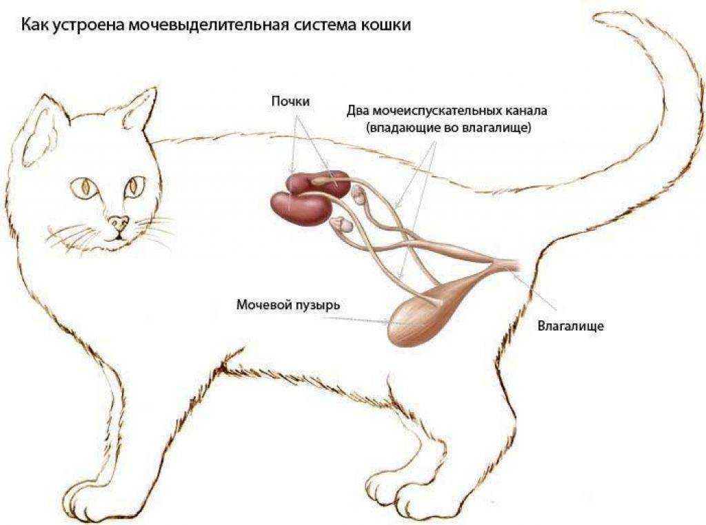 Осложнения при родах у кошек. осложнения после родов.: newsland – комментарии, дискуссии и обсуждения новости.