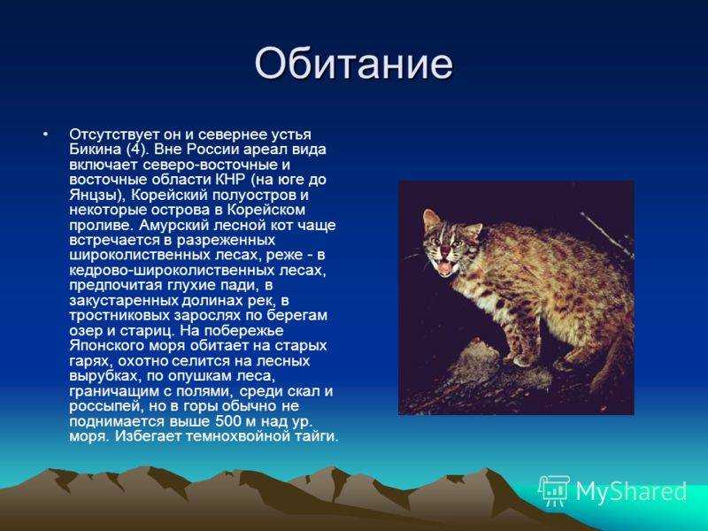 Описание китайской кошки: как выглядят и ведут себя представители этой породы в природе, можно ли их держать дома?
