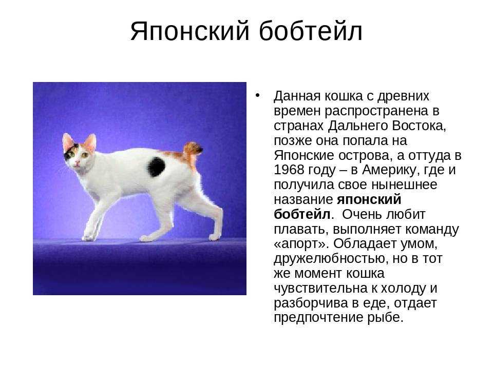 Самые красивые породы кошек - фото с названиями, описания пород