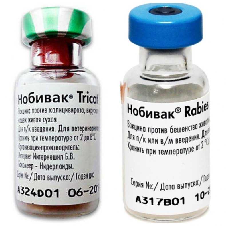 Вакцинация собак: схема, график прививок до года и после