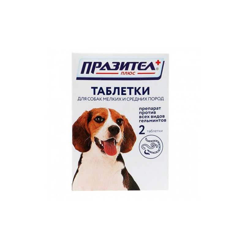 Глисты у собак - симптомы, лечение и профилактика. дегельминтизация собак | нпк "скифф"