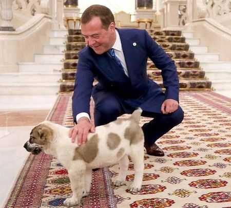 Кот дорофей медведева фото