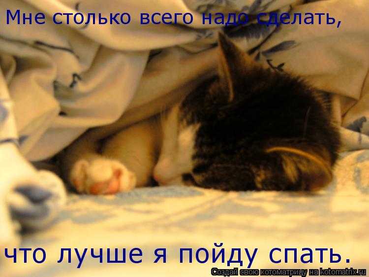 Как научить кота спать всю ночь — лучшие советы
