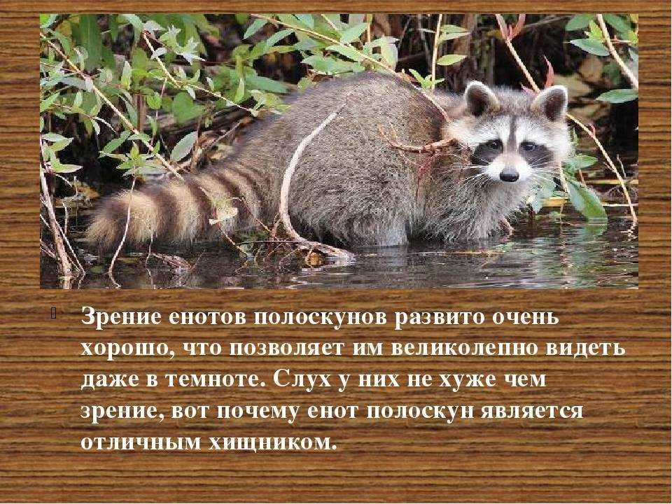 Еноты