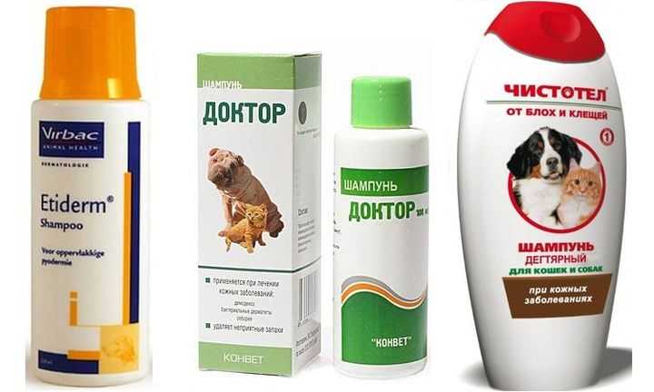 Черный акантоз у собак, причины, симптомы и лечение в домашних условиях, похожие заболевания