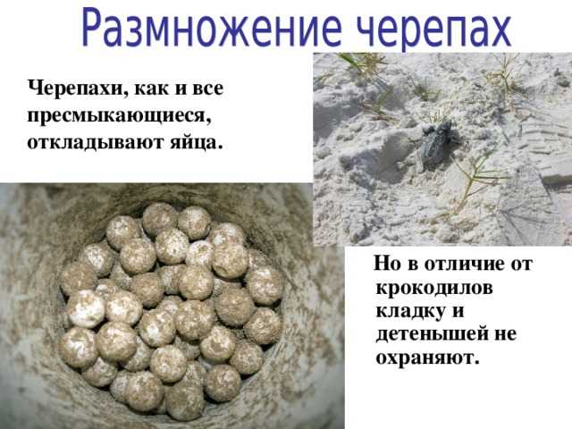 Черепахи водные домашние, маленькие: уход и содержание в аквариуме в домашних условиях