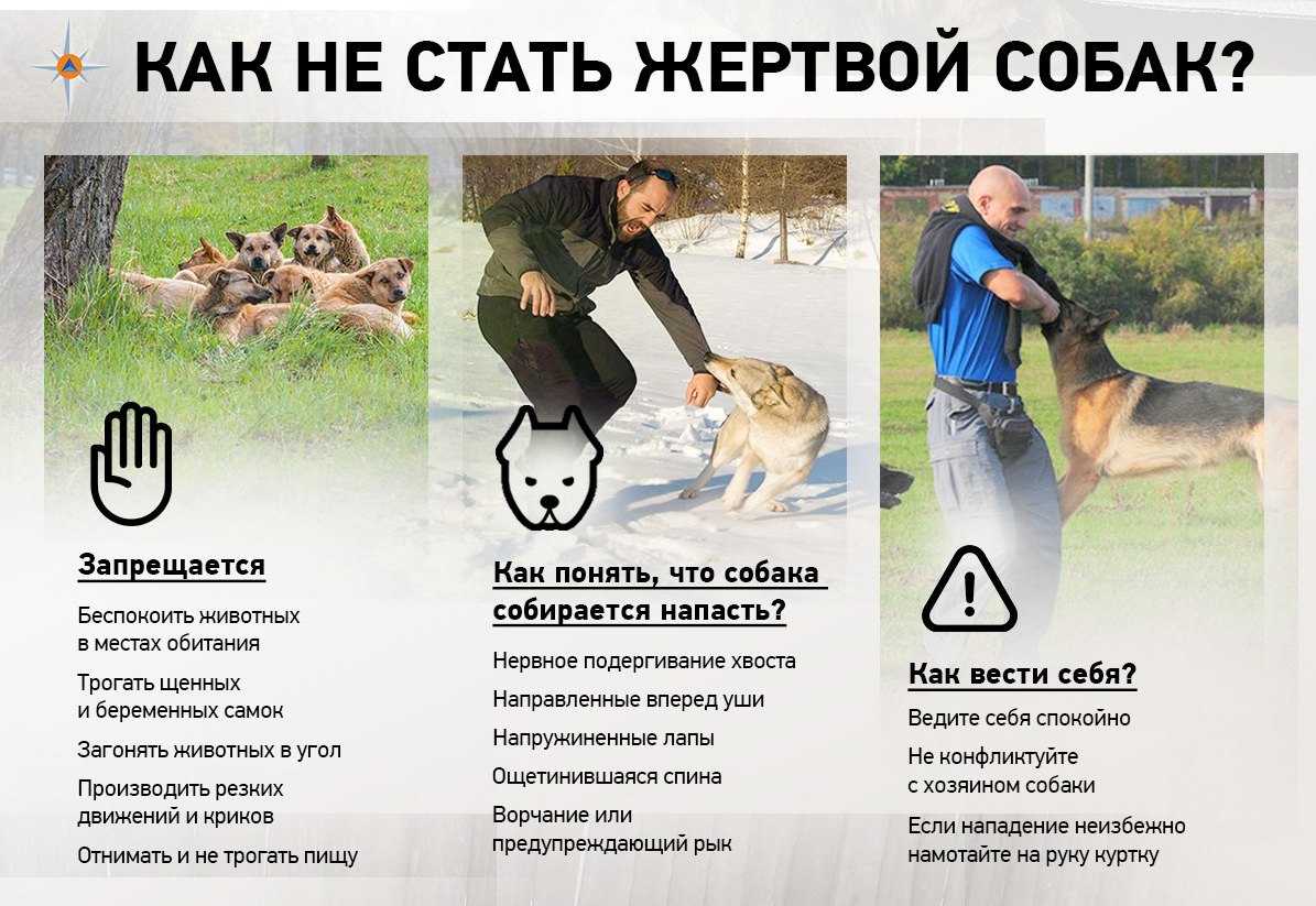 Как правильно наказывать собаку плохое поведение