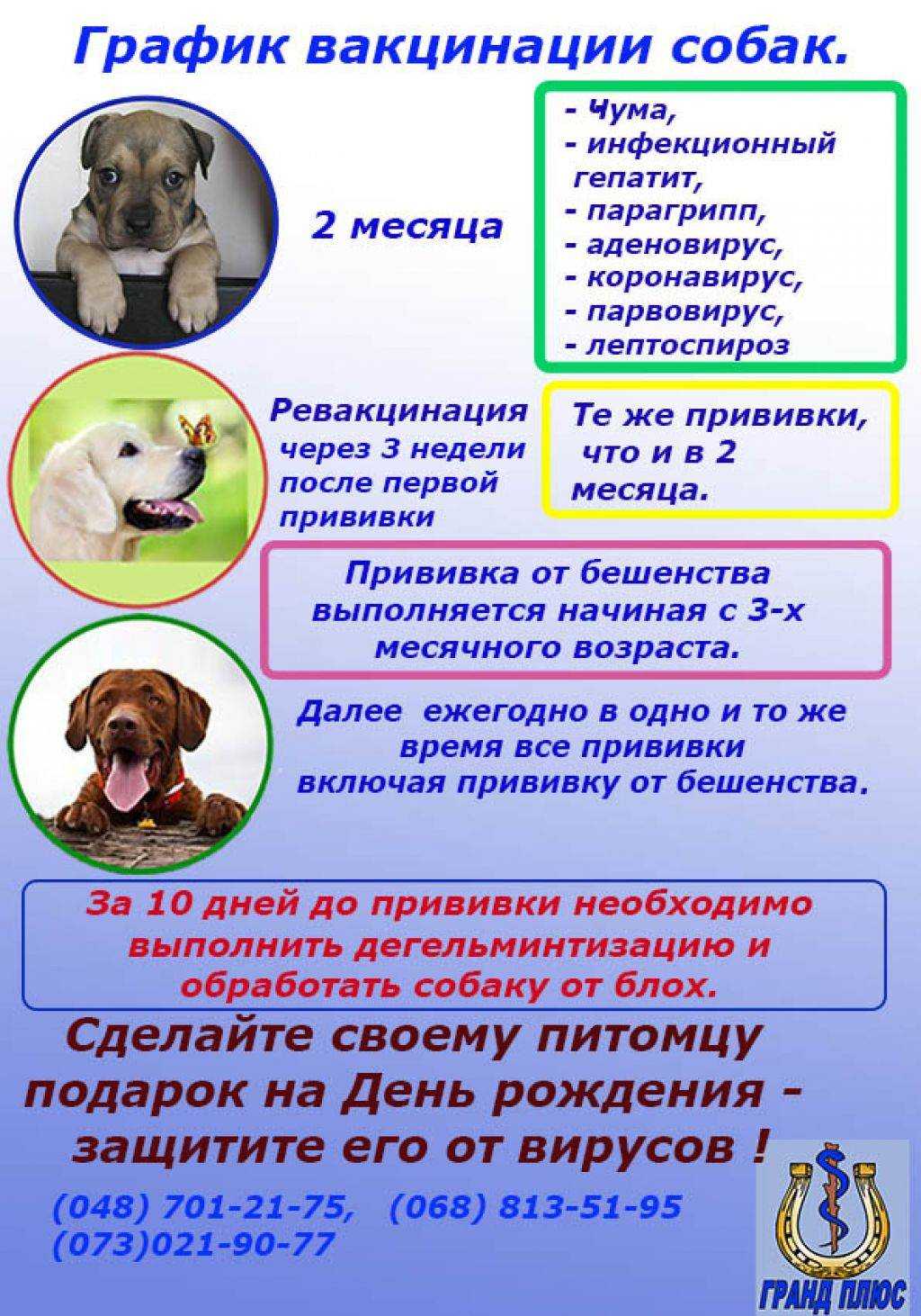 Как часто глистогонить собаку