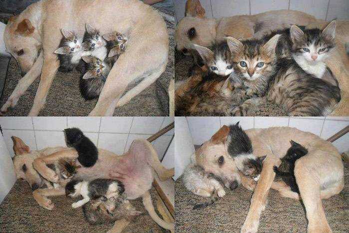 Кошка отказывается кормить своих котят- что делать? советы