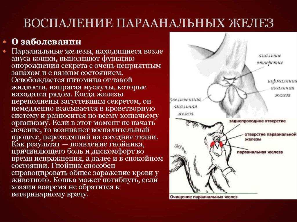 Свищ у кошки: как лечить, причины, проявления