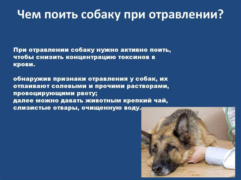 Чем кормить собаку при и после пироплазмоза